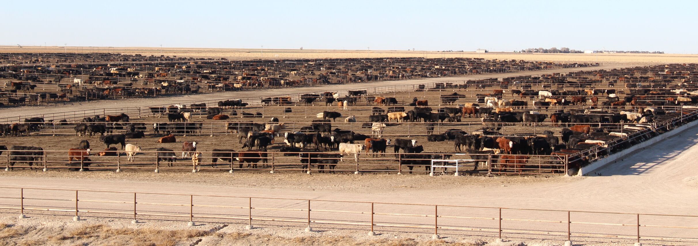 FL Feedlot Steers